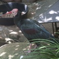 316-5196 San Diego Zoo - Southern Bald Ibis